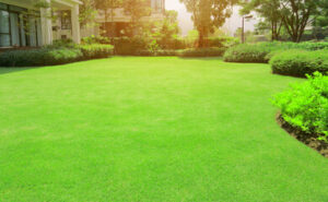 Lawn